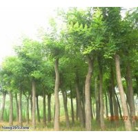 供應(yīng)國槐，刺槐，楊樹，柳樹，香花槐，皂角