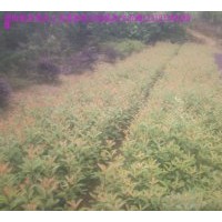 大量供應(yīng)紅葉石楠