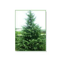 供雪松，蜀檜（檜柏），廣玉蘭，白玉蘭，紅玉蘭，紅葉石楠，龍柏