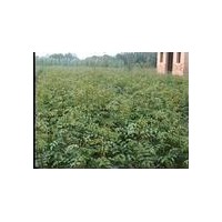 供應(yīng)刺槐苗，花椒苗，國槐苗，紫穗槐苗