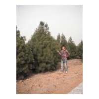 供應(yīng)白皮松