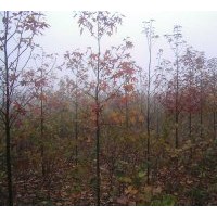 供應(yīng)北美楓香，彩葉樹，進(jìn)口彩葉樹