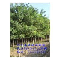 常年低價供應(yīng)優(yōu)質(zhì)國槐