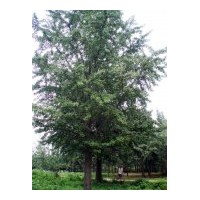 供應(yīng)銀杏樹(shù) 供應(yīng)1-80公分銀杏實(shí)生樹(shù)、嫁接樹(shù)