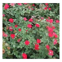 供應(yīng)大花月季 紅王子錦帶、四季錦帶、紅瑞木、金銀木、太平花