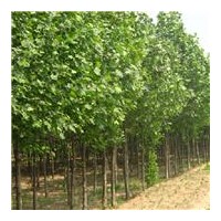 供應(yīng)8-15公分定干法桐，造型法桐，全冠法桐