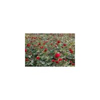 出售金葉女貞，紅葉小檗，瓜子黃楊，龍柏