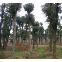 供應(yīng)全冠湖南香樟 移植多桿香樟