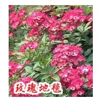 供應(yīng)地被月季