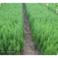 供應(yīng)核桃苗 花椒苗 刺槐苗 白皮松苗 油松苗