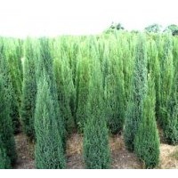 供應(yīng)最新塔柏價(jià)格播報(bào)