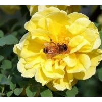 供應(yīng)黃刺玫苗木