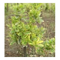 供應(yīng)金邊黃楊