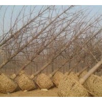 低價出售各種規(guī)格的銀杏苗木 石榴、櫻花、紫薇、法桐