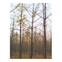 專業(yè)供應(yīng)銀杏綠化苗木