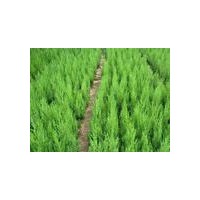 供應(yīng)1.5米以上營養(yǎng)缽側(cè)柏苗