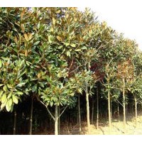 出售南京雪松 廣玉蘭 桂花 馬褂木 蜀檜