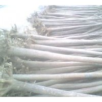 供應(yīng)合歡、垂柳、欒樹、苦楝、龍爪槐、花灌木等各種規(guī)格的大小苗