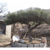 供應(yīng)大型 油松