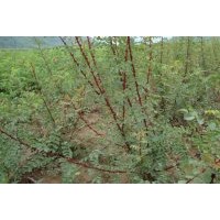 供應(yīng)鈣果苗-----花椒苗