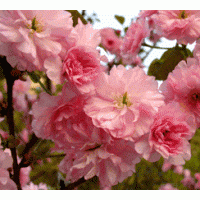 供櫻花及各種綠化苗木