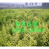 香香苗圃長期供應(yīng)女貞，木槿，黃楊，小波，紫荊，金娃娃，丁香