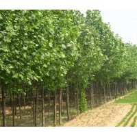 供應(yīng)優(yōu)質(zhì)法桐，白蠟，國(guó)槐