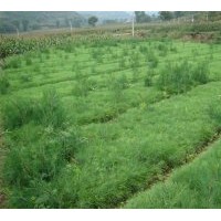 出售30-50公分白皮松，油松，側(cè)柏，華山松，蜀儈，黑松