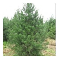供3--4米華山松工程苗