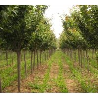 供應(yīng)河南櫻花，潢川櫻花