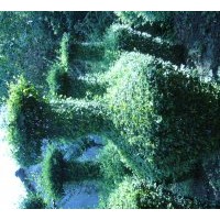 銷售綠化苗木及工程用苗皂角、國槐，黃連木，紅豆，樸樹，菩提，