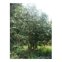 供應(yīng)茶花 樹冠飽滿，樹形好