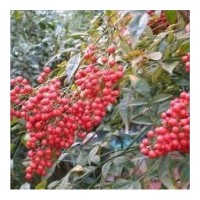 供應(yīng)南天竹