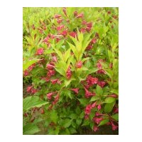 供應(yīng)紅王子錦帶