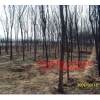 供應(yīng)各種規(guī)格國槐、法桐、白蠟
