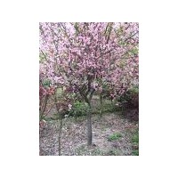 供應(yīng)垂絲海棠