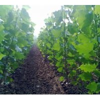 大量供應(yīng)、毛白楊、法桐、國(guó)槐、白蠟、柳樹(shù)、合歡等綠化苗木