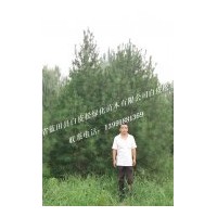 銷售5--4米精品白皮松綠化工程苗