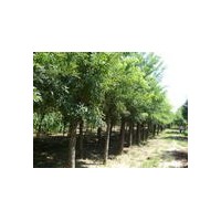 大量國槐、青桐、欒樹、白蠟、法桐、紫薇、速生楊、泡桐