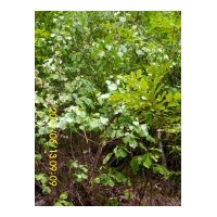 大量供應(yīng)各種規(guī)格黃櫨