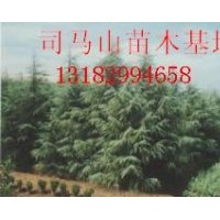 供應(yīng)雪松，廣玉蘭，蜀檜，大葉女貞,紅葉石楠