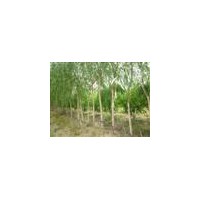 供應(yīng)柳樹(shù)