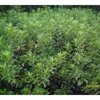 供應(yīng) 杜鵑球