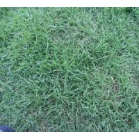 供應(yīng)果嶺草