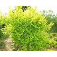 現(xiàn)貨低價(jià)售毛白楊、國(guó)槐、法桐、椿樹(shù)、柳樹(shù)、金葉榆、龍爪槐