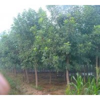 銷售7cm-9cm苗圃白蠟