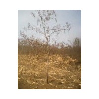 供應(yīng)梧桐樹