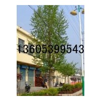 2011銀杏樹最新苗木價格