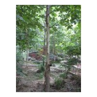 供應(yīng)山東國(guó)槐 法桐 白蠟 垂柳 北京欒，黃山欒，合歡，大葉女貞，