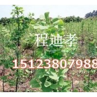 大量低價(jià)供應(yīng)銀杏苗 銀杏樹(shù)苗木